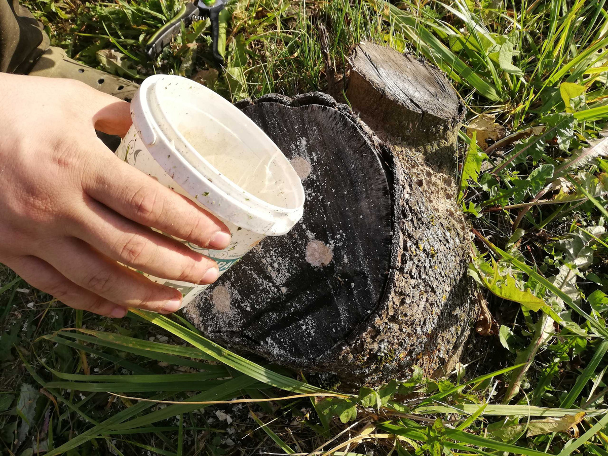 Химическое корчевание пней/деревьев своими руками | Строительство с ГК ...