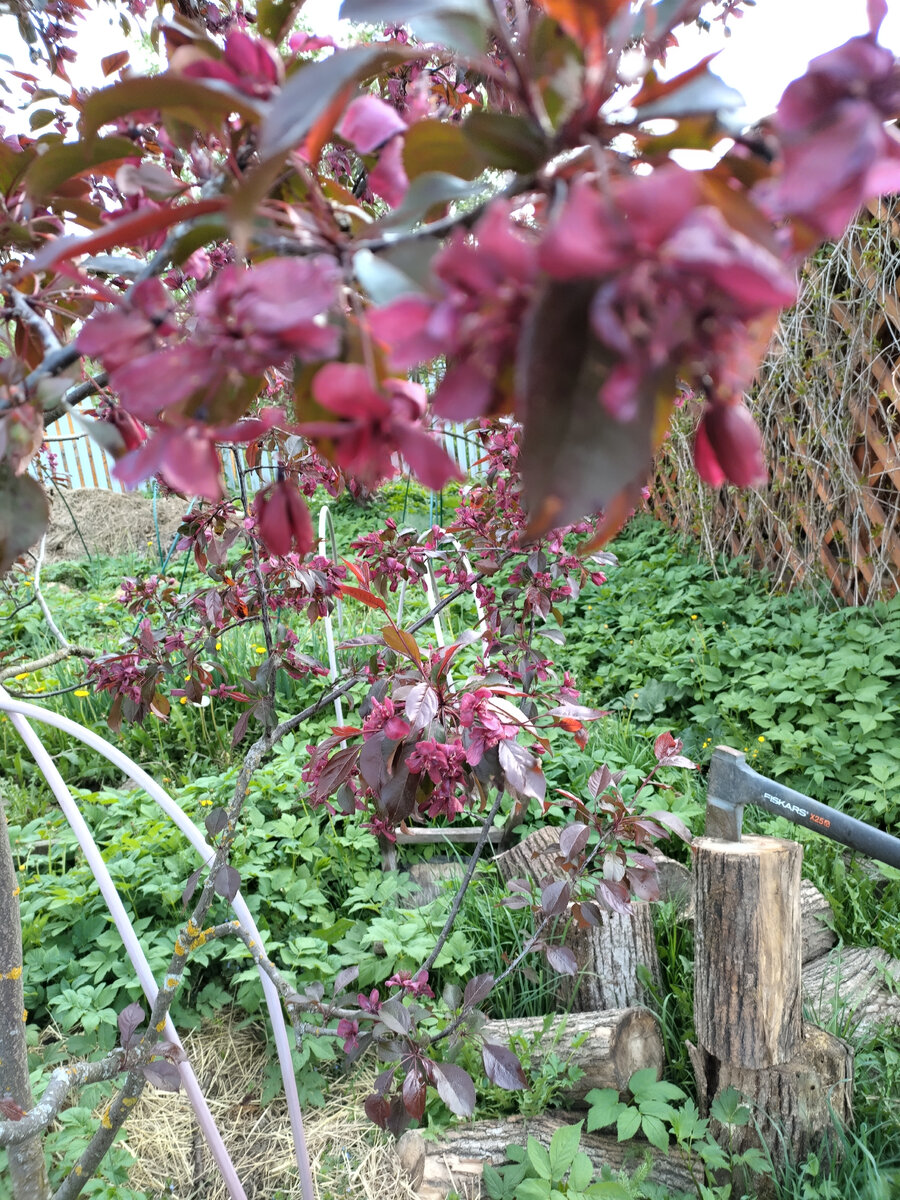 Это декоративная яблоня, не розы