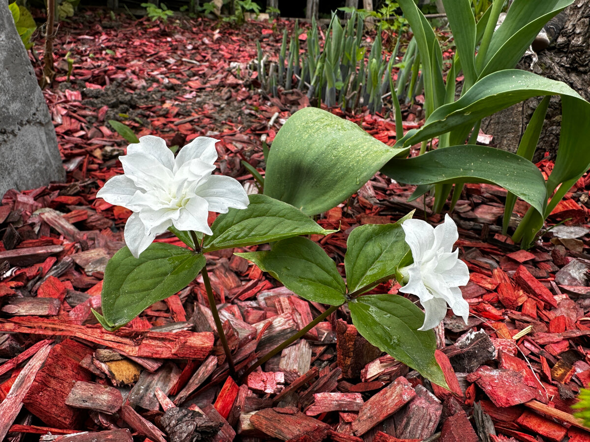 Trillium grandiflorum ‘Plena’.