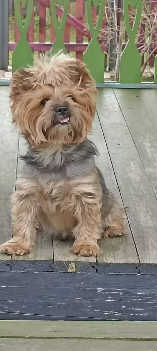Это моя сладкая булочка Бока...Своё фото публиковать не буду, изменений никаких нет, тем более сейчас на даче, видок, как у "бичека" в той одежде, которая там была вся весит ( как с чужого плеча) 🤣