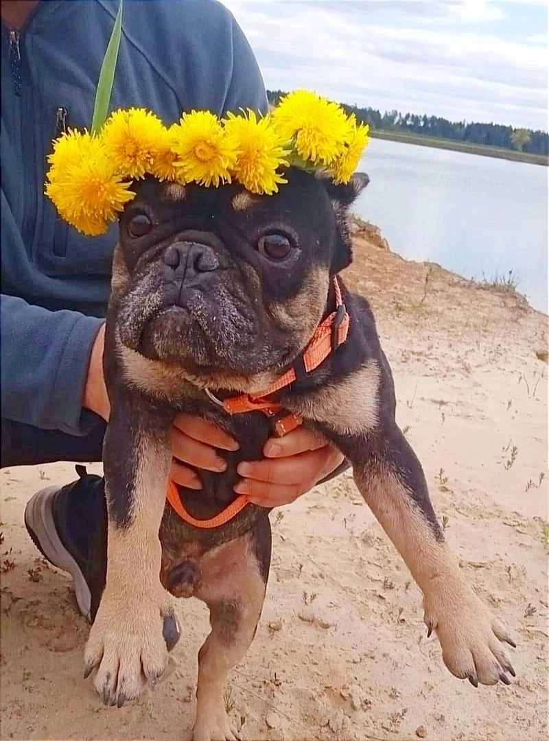 Стерилизуйте своих собак и кошек! 🐶🐱 | frenchbull_help | Дзен