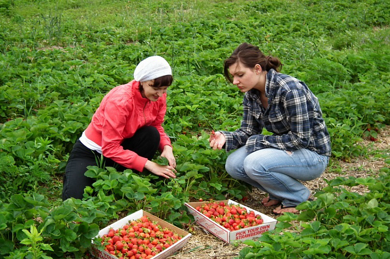10 лет назад я побывала в США в гостях у подруги детства. Она меня возила на коммерческую клубничную плантацию. Там нужно было заплатить за вход и разрешалось собирать несколько килограммов клубники. 
