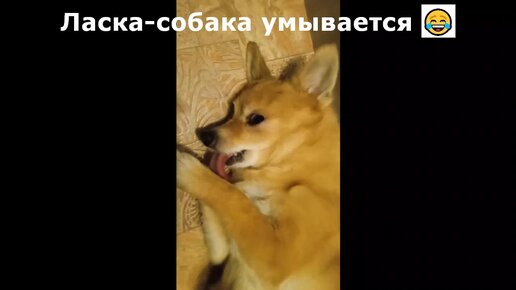 Ласка-собака умывается перед сном 😂💖🐕