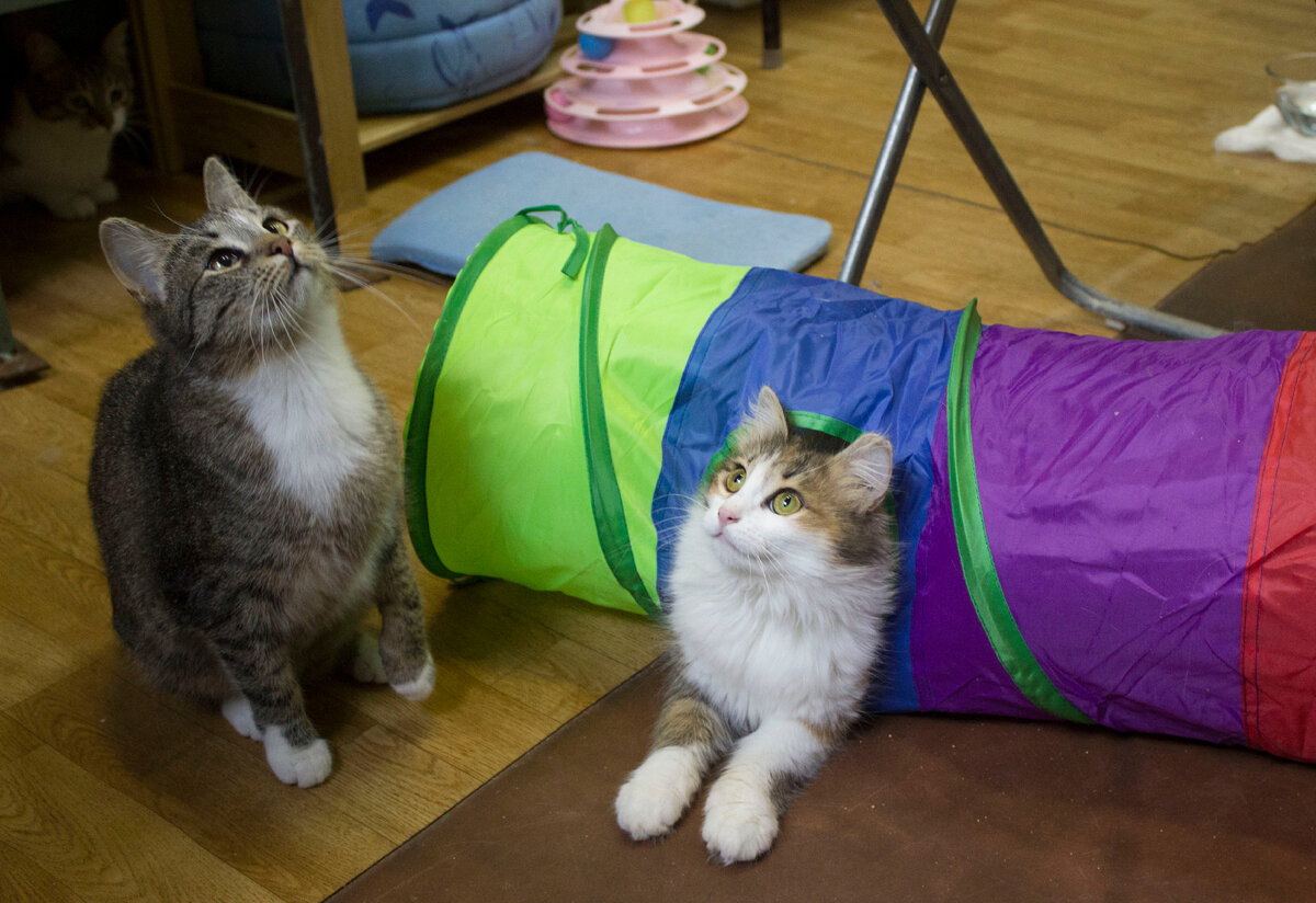 Юта, Тиффани и Техас наблюдают за волонтерами,которые несут зеркало