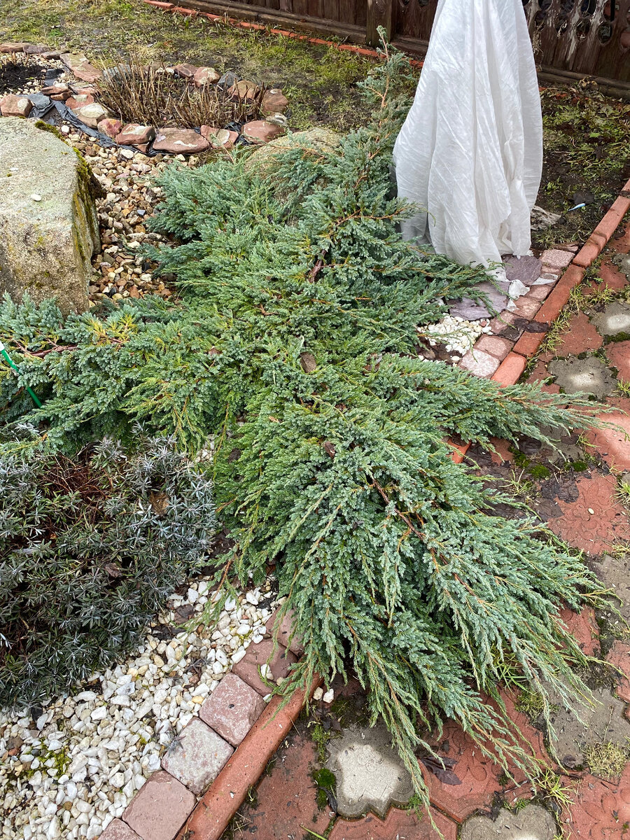 А это Блю Карпет после зимы.