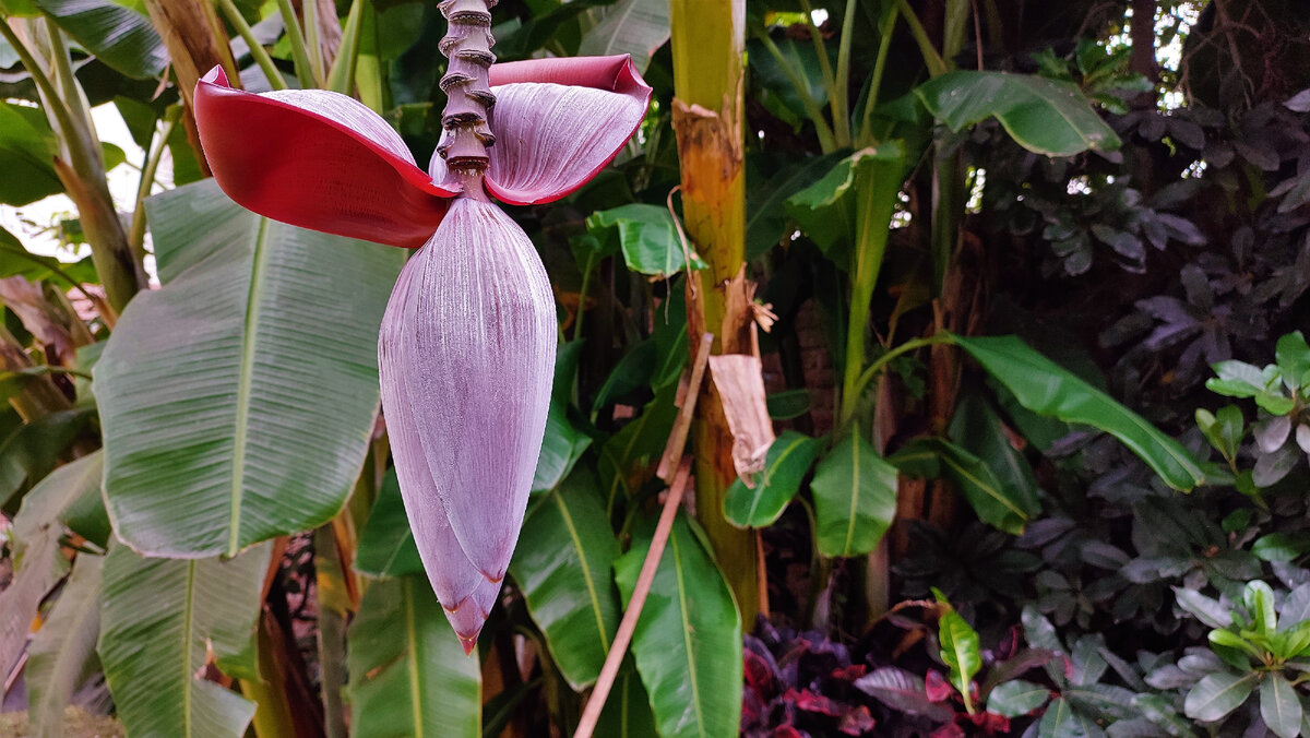 Цветок банана