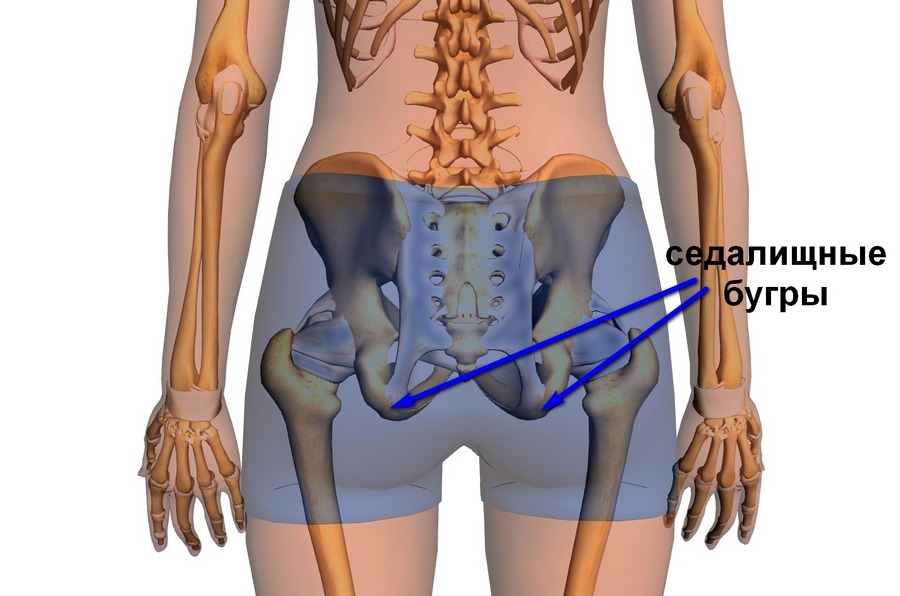 Болит поясница бедра. Седалищные Бугры таза. Седалищный бугор. Седалищный бугор анатомия.