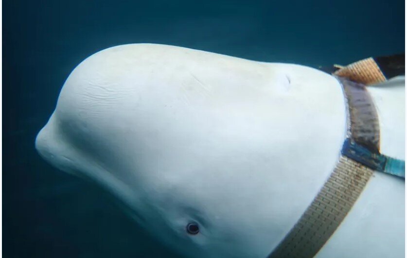 Подводный разведчик или шпион?