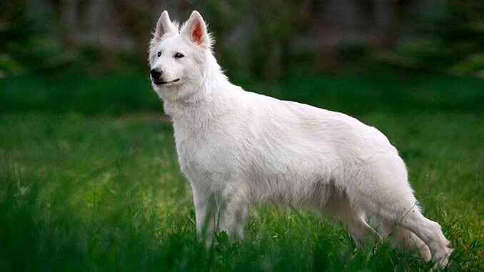 Взрослая белая швейцарская овчарка