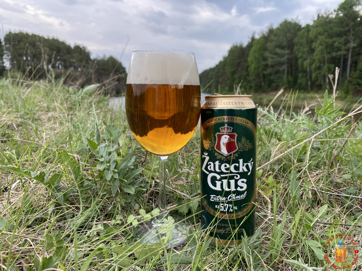 Обзор пива "Жатецкий Гусь Экстра Хмель"