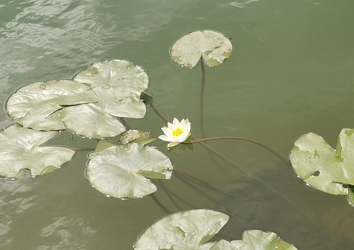 Цветение в прошлом июле