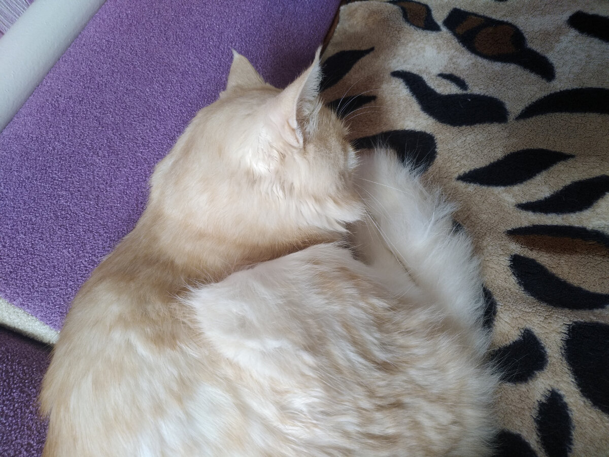 кот мамы Петруша