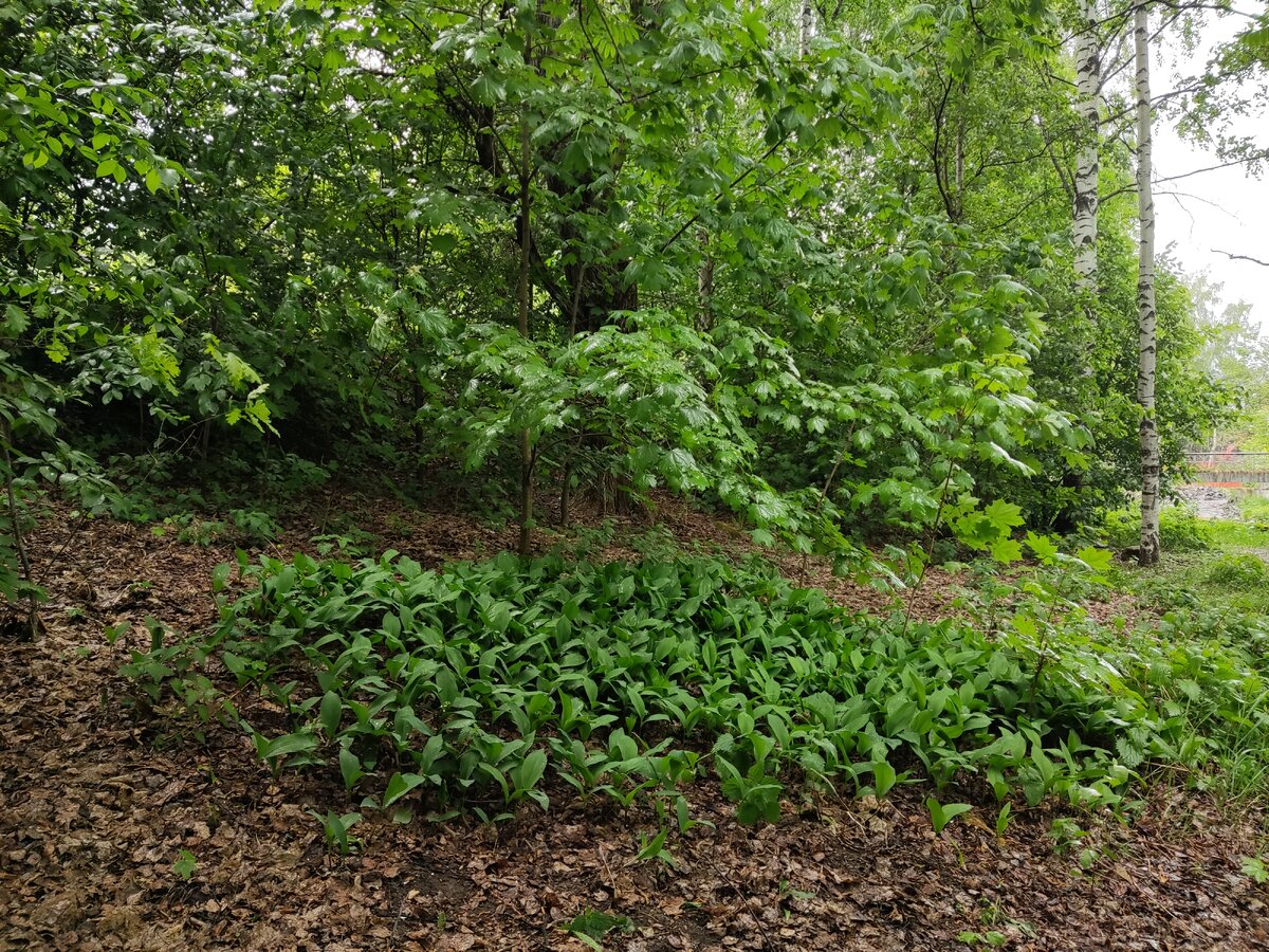    Ребёнок отравился ландышами в Москве, в Петрозаводске также растут ландышиМария Жилинская