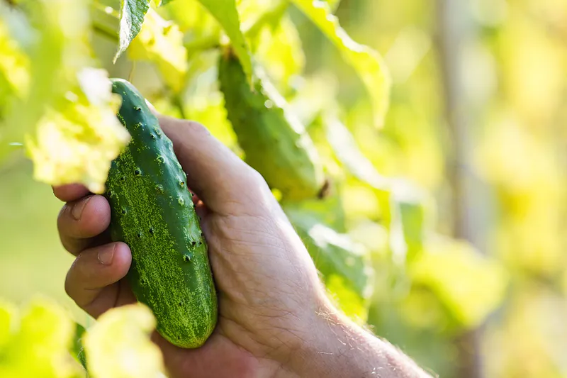 Jeder, der Gurken anbaut, träumt vom größtmöglichen Ertrag. Ich möchte Ihnen eine einfache Technik vorstellen, mit der Sie bis zu 11-13 kg schöne grüne Früchte aus einem Busch ernten können.-3