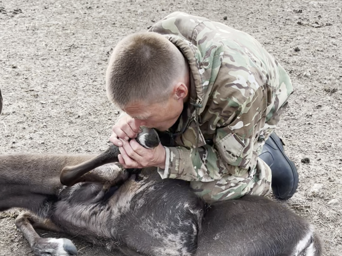 Зачем оленеводы-миллионеры кусают копыта оленям