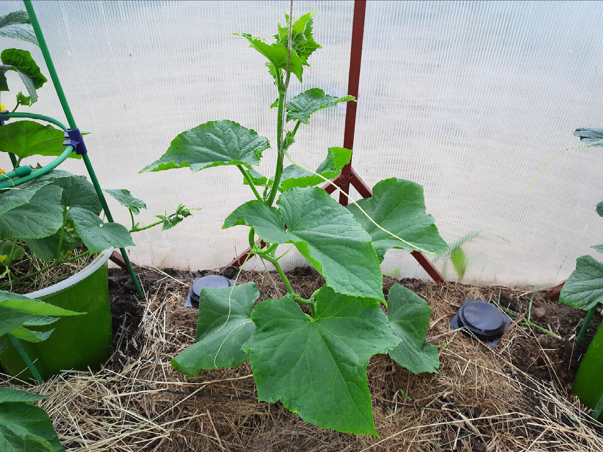 Огурец Сибирская гирлянда 2 июня 2023 г.