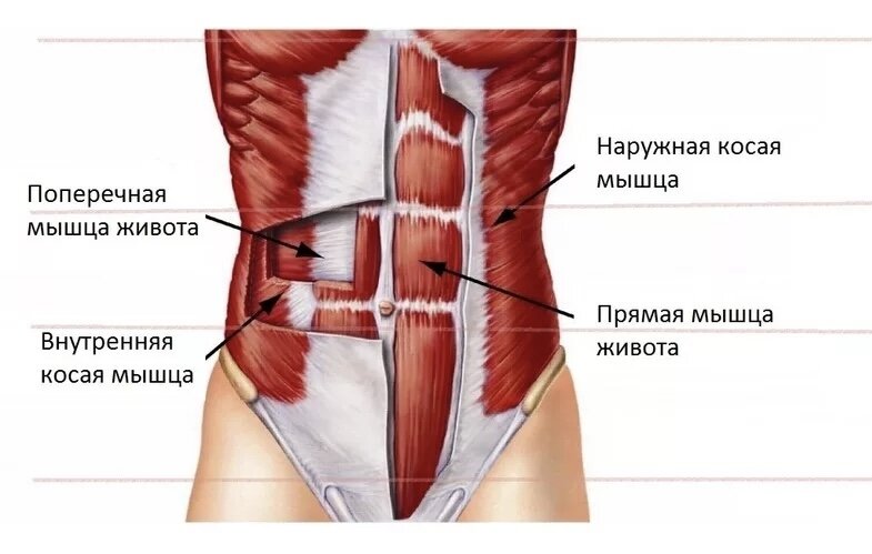 Атлас Неттера передняя брюшная стенка