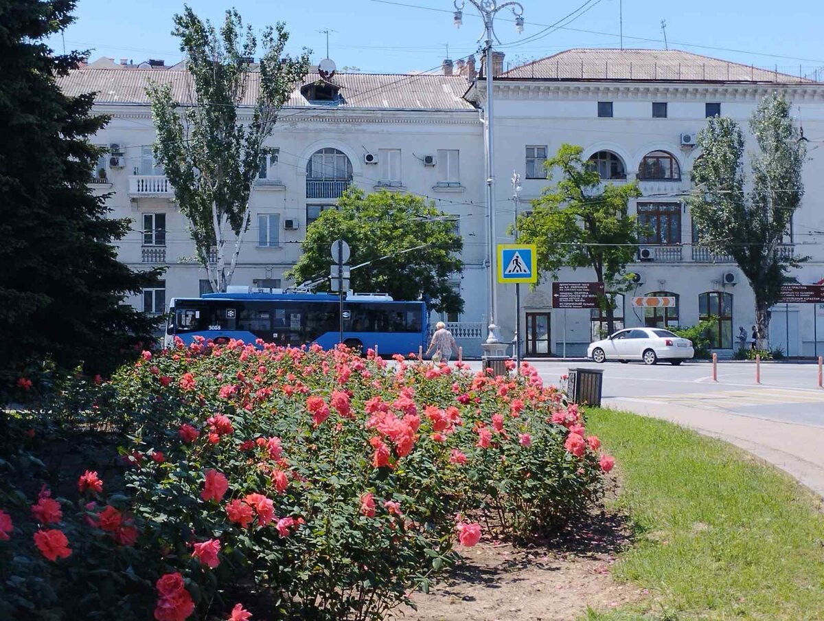Розы на пл. Суворова
