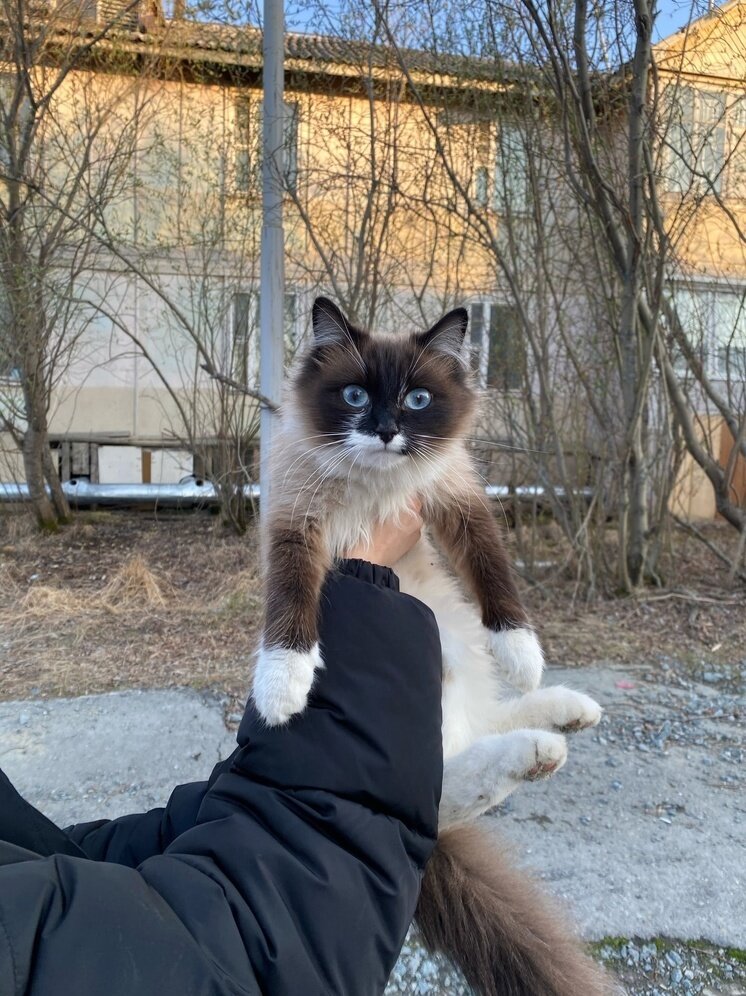     Фото: vk.com Фонд защиты животных «Дорога Домой» Салехард,