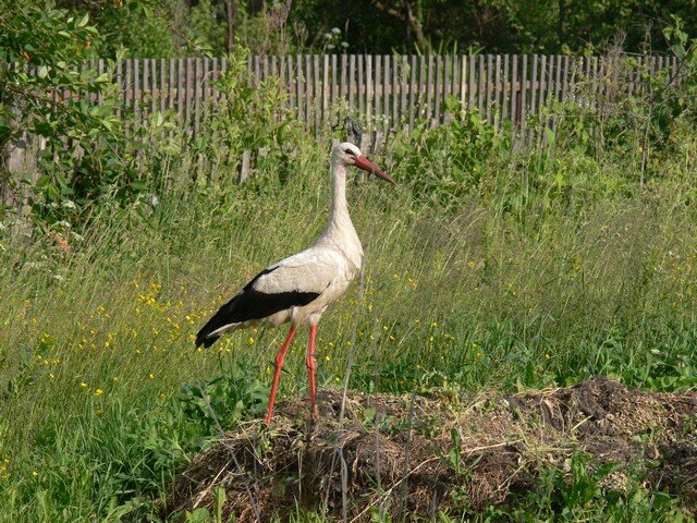 Аист этот тусил в деревне на огороде только в тот год, когда появился Денис. Ни до ни после он не подходил так близко