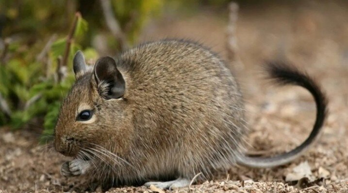 Чилийская белка дегу, фото из свободных источников