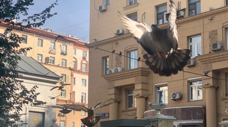    Голуби могут навредить не только здоровью человека, но и памятникам. Фото: Мойка78 / Альбика Халидова