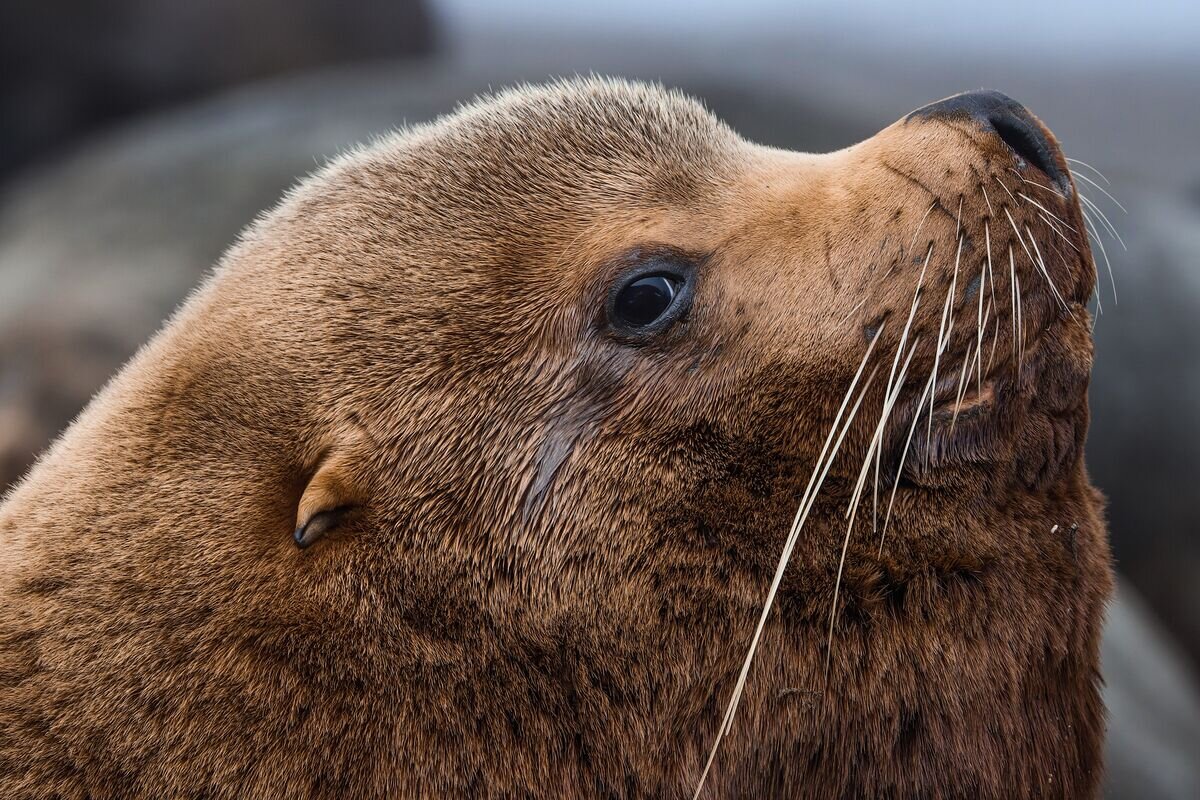 Фотт Сергея Любаченко