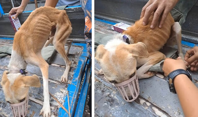 Найденная собачка. Источник фото: https://vietnet.org/le-despite-being-weak-and-emaciated-after-giving-birth-she-was-callously-abandoned-by-a-creek/