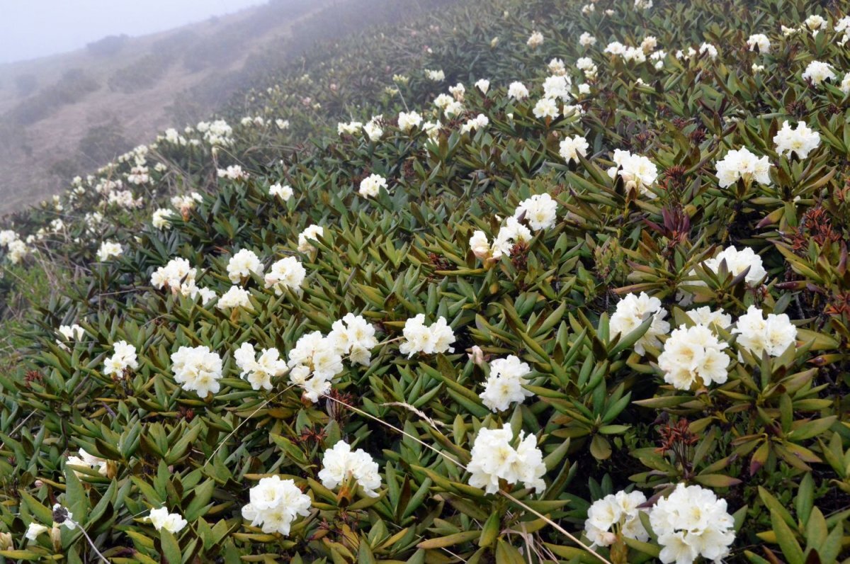 Цветущий Саган-Дайля