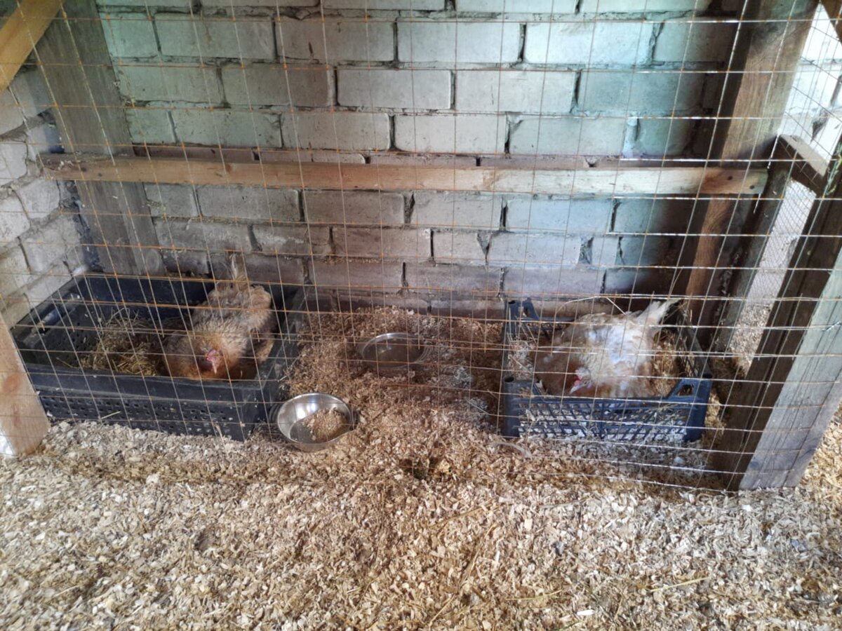 Две мамочки будущие)