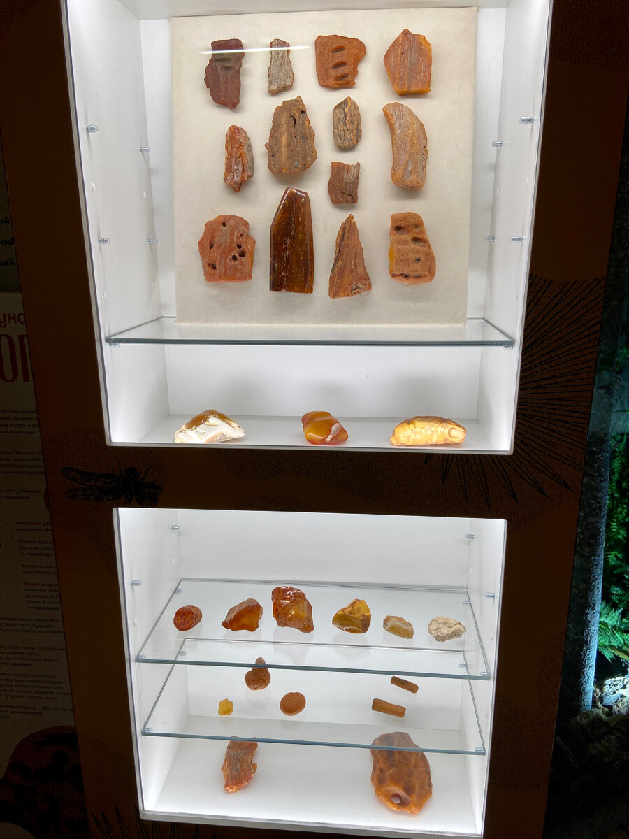 Музей Янтаря