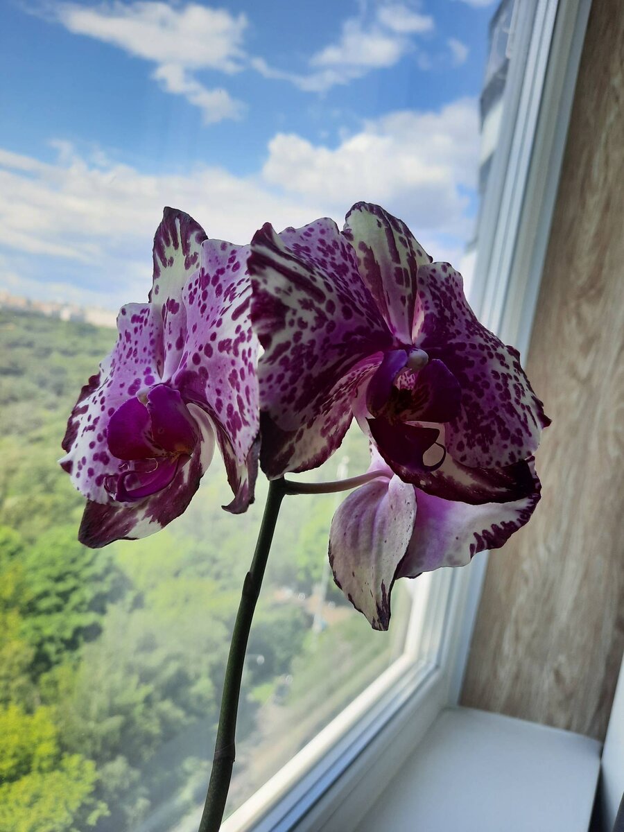 Одна из моих красавиц-орхидей. Фото из личного архива. 