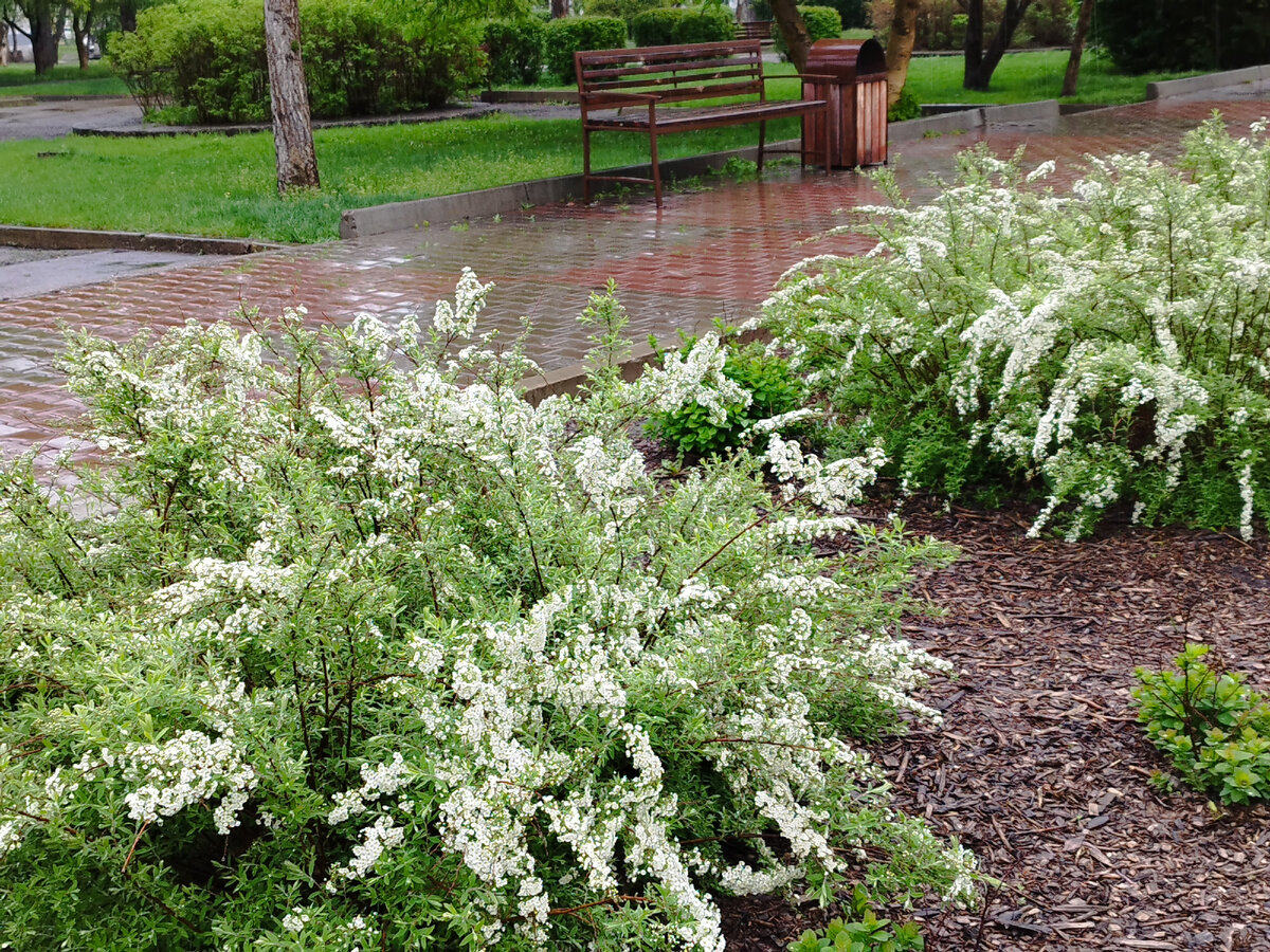 Наша утренняя жара (бедные девятиклассники) сменилась дождём с грозой.