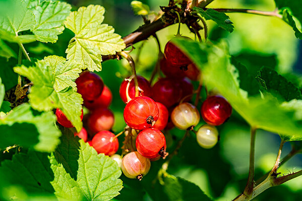 Компот из ягод, которые массово появляются в июне — клубника, малина, смородина — можно сочетать с прошлогодними яблоками и сиропом из ревеня, чтобы сделать напиток максимально полезным.-2