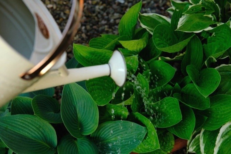 Хоста полив как часто. Подкормить хосту. Хоста вокруг яблони. Полив цветов на клумбах. Полив хосты фото.