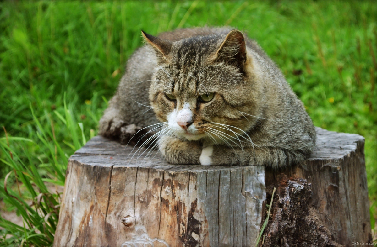 Коты деревенские и коты городские — это две большие разницы.  Нет, внешне они похожи, разве что у городских домашних кошек шёрстка будет почище, и общий вид более холёный.-8