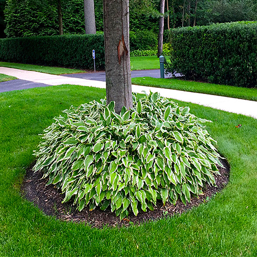 Хоста в приствольном круге яблони. Приствольный круг крыжовника. Приствольный круг около яблони. Что можно посадить в приствольном круге. Что можно посадить в приствольном круге.