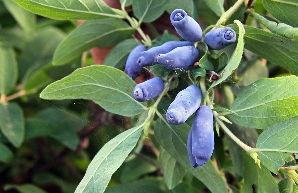 Источник:  arnfoto.ru