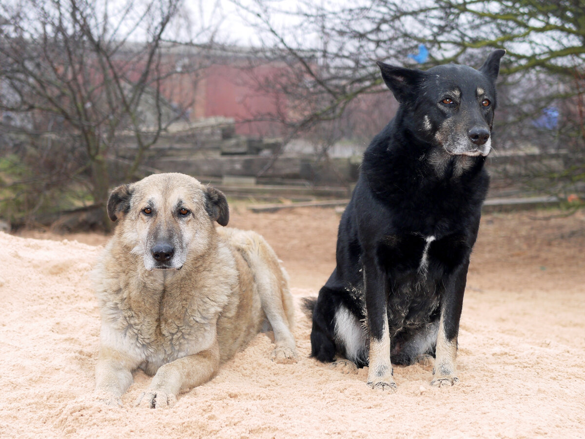 Гришенька (слева) с подругой. "Аксакалы" приюта. Гришенька уже на Радуге...