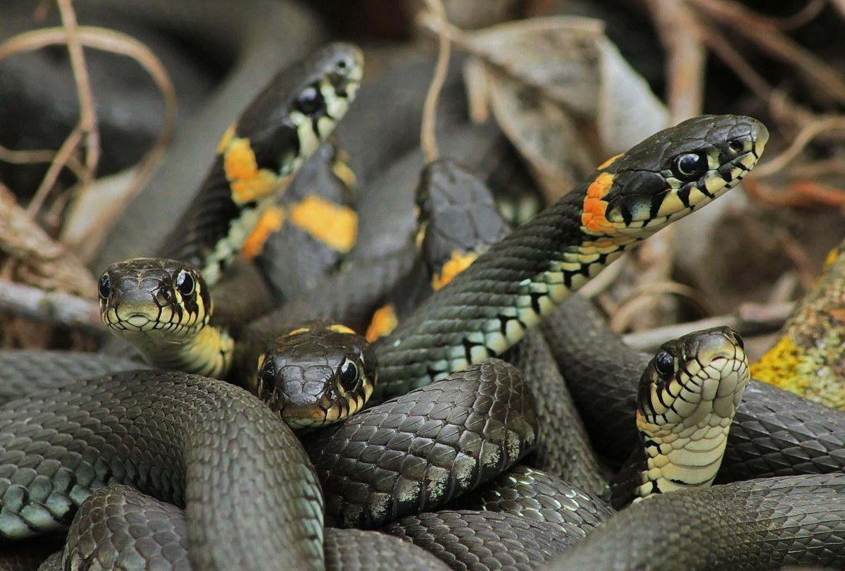 Природа ядовитых змей. Змея уж обыкновенный. Обыкновенный уж Natrix Natrix. Уж обыкновенный - змея неядовитая. Колхидский уж.