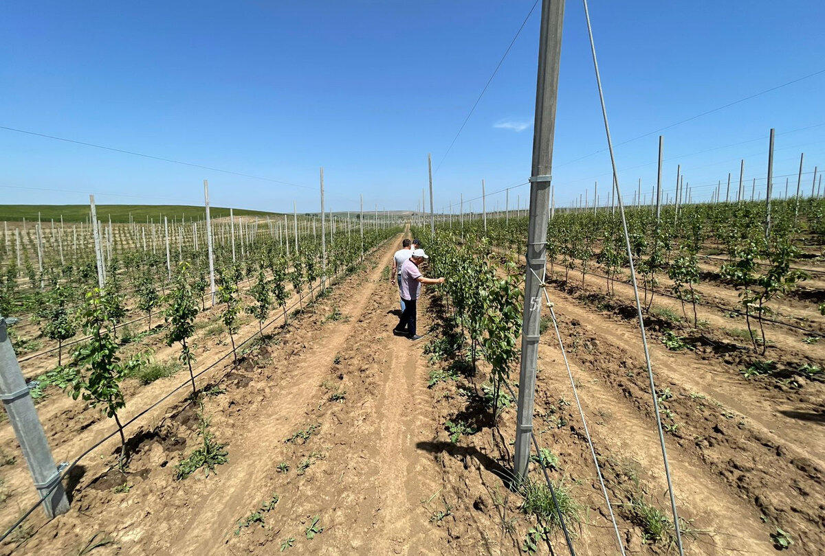 фото с сайта: https://mcxrd.ru/