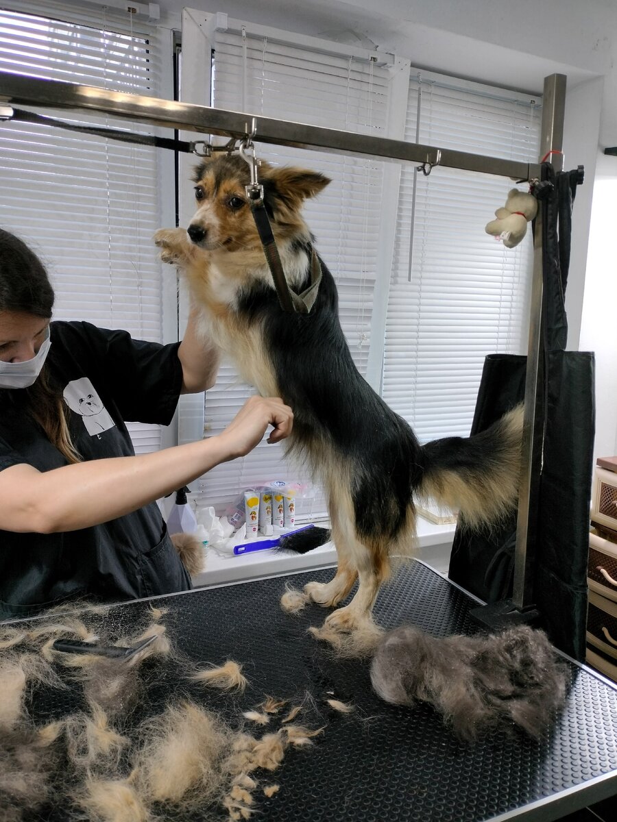 Есть в нашей области такое место, называется отлов собак. Туда поступают собаки с ближайших областей. Просто поток собак.-6