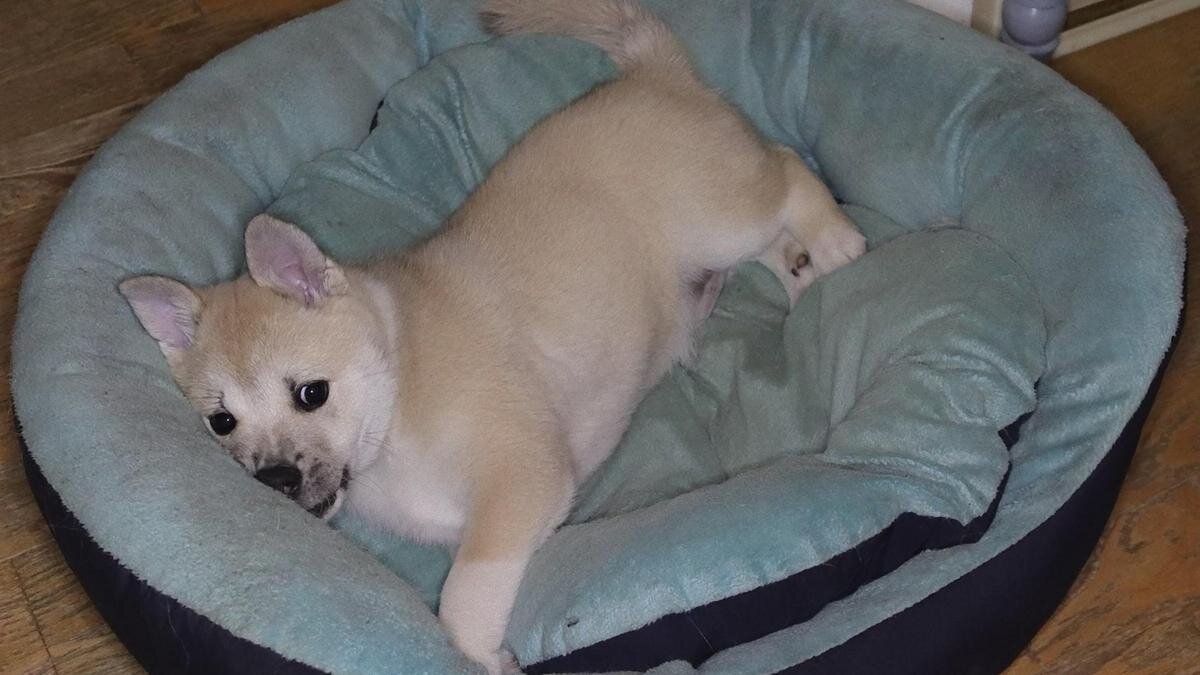    Небольшая собака с бежевой шерстью лежит на мягком лежаке с подушкой:Pixabay