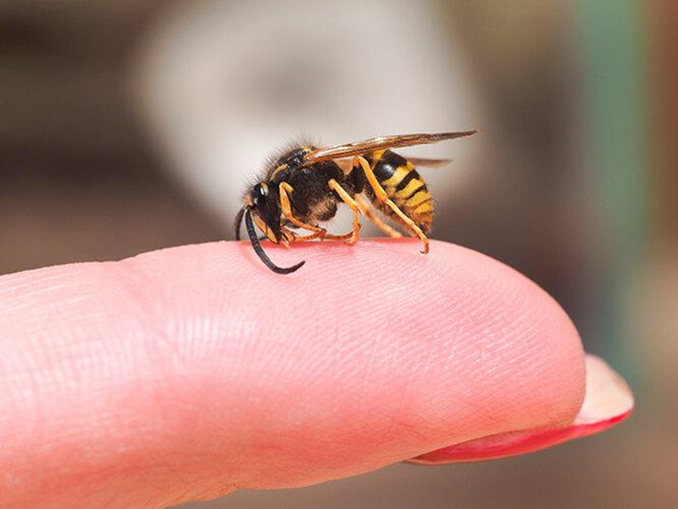 Первая помощь при укусе пчелы (осы)