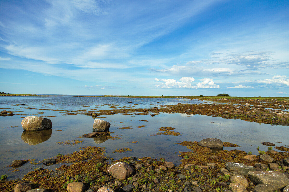 Архангельские водоросли сайт. Белое море фото пляжей. Водоросли на Соловках фото. Северные моря России. Архангельские водоросли.