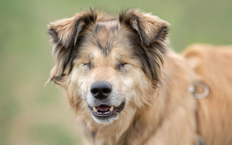 В Москве особенной собаке устроили фотосессию, чтобы найти дом