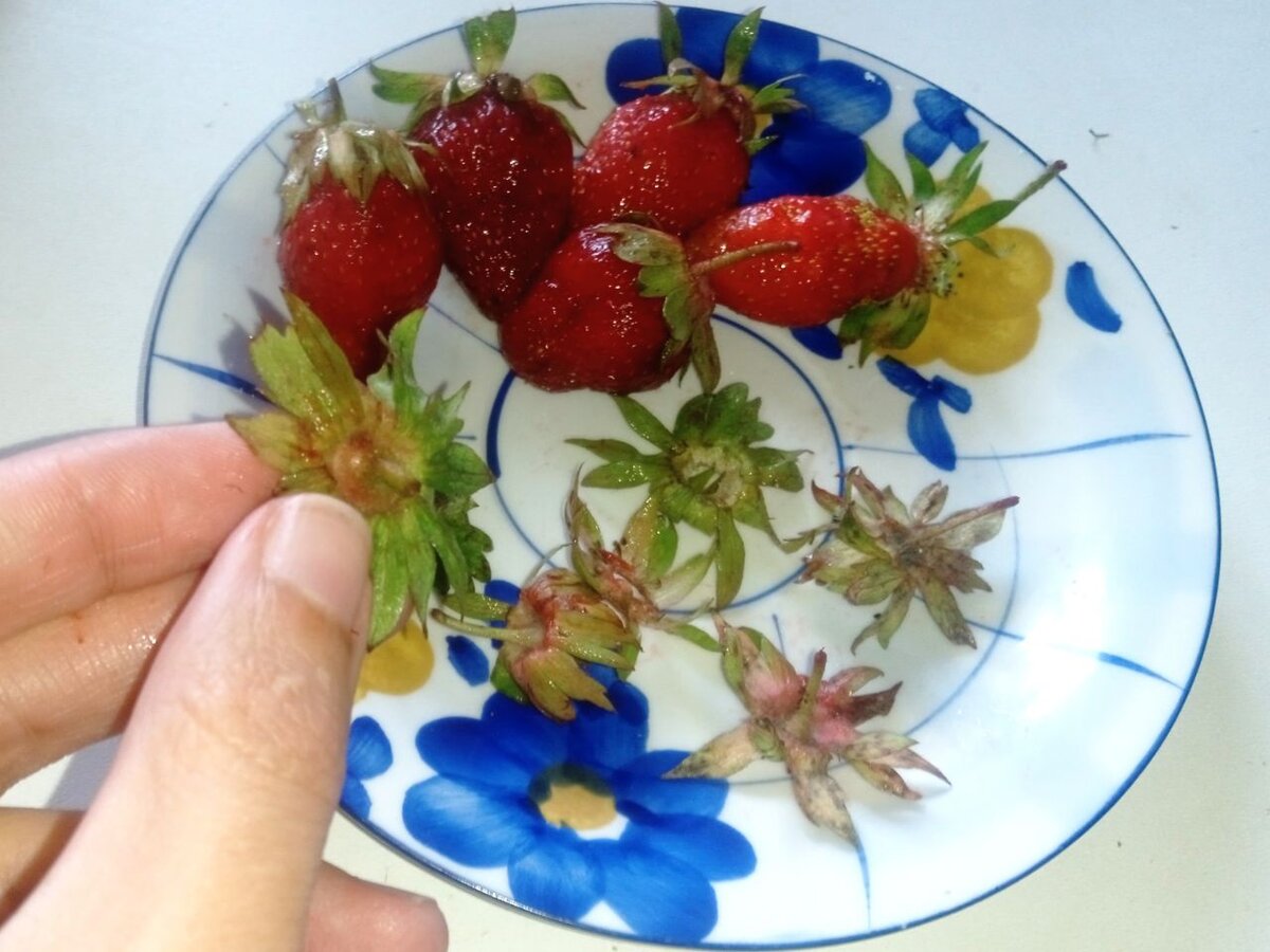 Эту зелень не отправляйте в мусорное ведро, а засушите и используйте как добавку к чаю