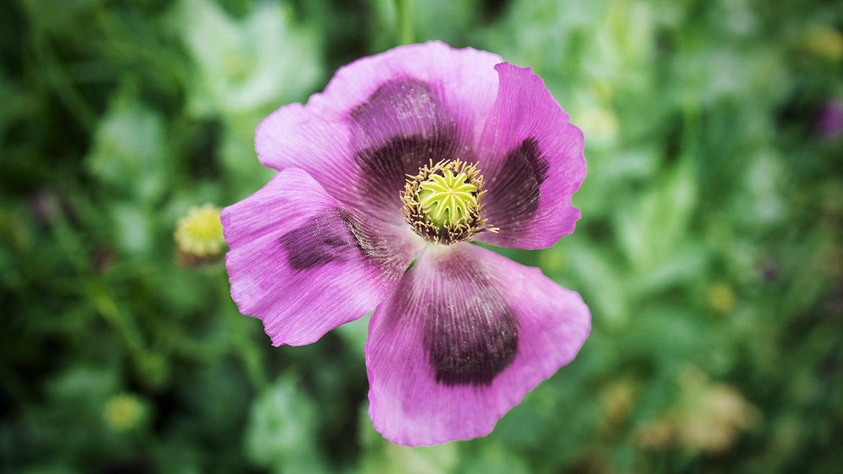 Опийный мак: freepik / aleksandarlittlewolf 