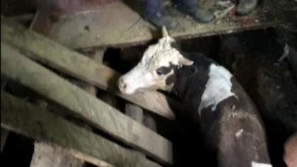 телепортация бычка