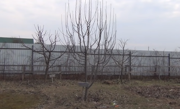 Груша. Весна